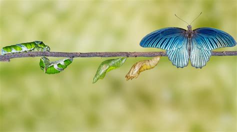 We did not find results for: Transformation Tuesday - The Butterfly Home Blog