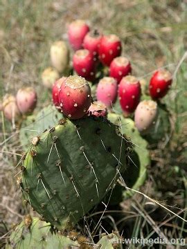 They mainly eat fresh grass and. 10 Wild Edibles to Find in the Desert | Survivopedia