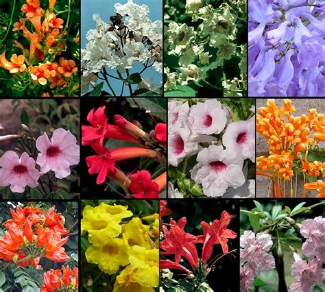 List 102 Pictures Imagenes De Plantas Con Flores Full Hd 2k 4k