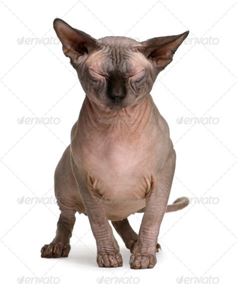 Sphynx Cat With Eyes Closed 1 Year Old Standing In Front Of White