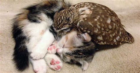 Photos Of A Kitten Owl Friendship They Will Melt Your Heart