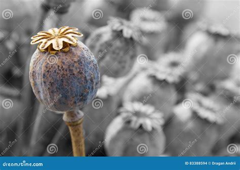 Dried Poppy Head Opium Drugs Plant Stock Photo Image Of Natural