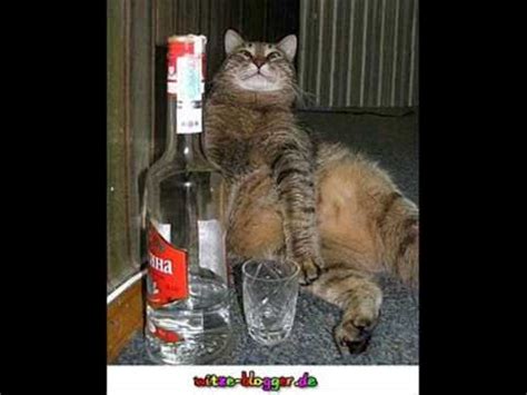 Heute ist weltkatzentag.den ganzen 08.08. lustige süße katzen bilder + music - YouTube