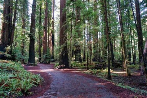 The 4 Best Places To See Redwoods Near San Francisco