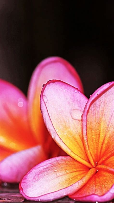 Iphone Wallpaper Flowers Plumeria Ipad Wallpaper Flower Wallpaper