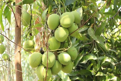 Growing Mango Tree In Backyard A Beginners Guide Gardening Tips