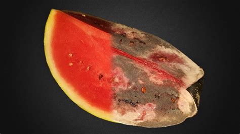 Rotting Watermelon Time Lapse Eaten By Maggots Macro 4k 🍉 4k