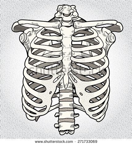 Yet, the ribs and rib cage are also flexible enough to expand. Rib cage clipart - Clipground