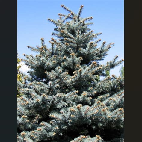 Picea Pungens Blue Spruce Greenleaf Nurseries