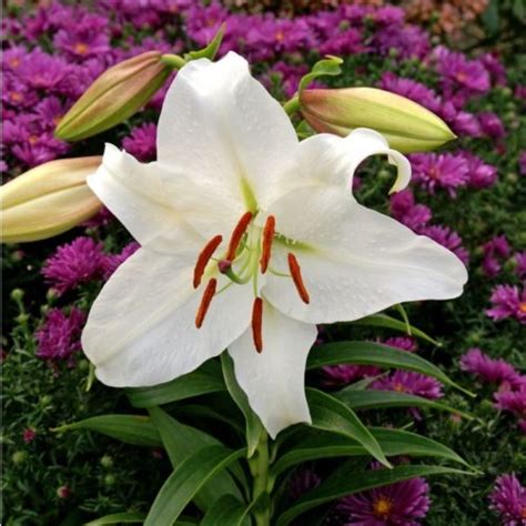 Get Lily Casa Blanca Summer Flowering Bulb Lilium In Mi At English