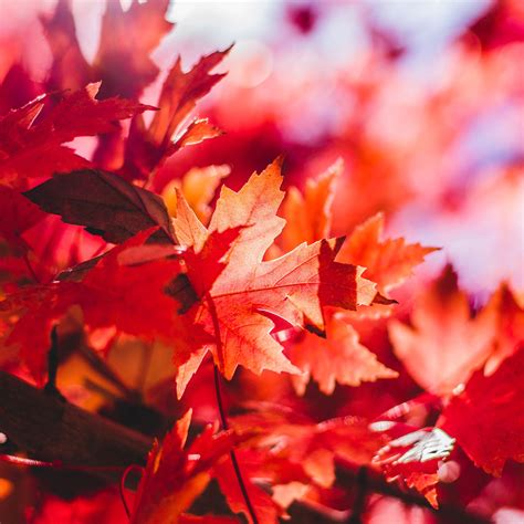 Maple Tree Orange Flowering Hd Wallpapers Wallpaper Cave