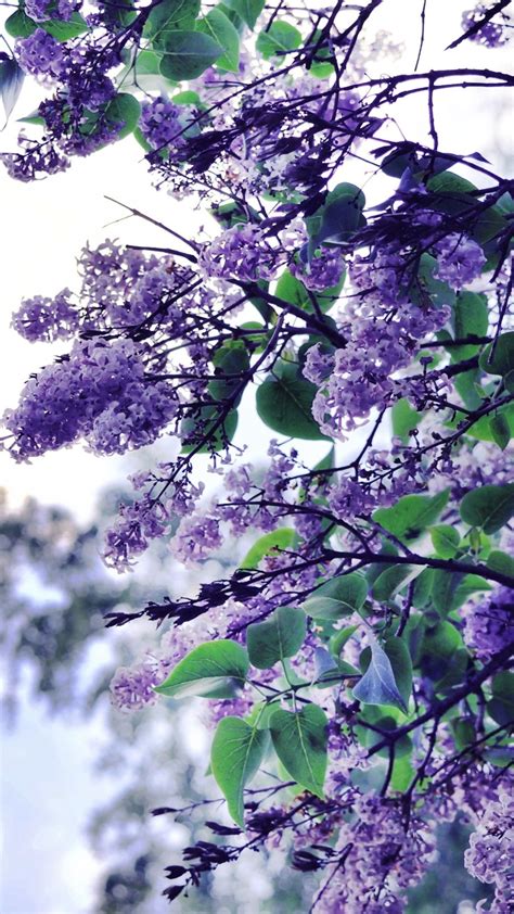 Lilac Flowers Tree Hd Wallpapers Photos And Pictures Id22858 Tree