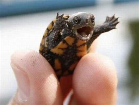 Very Excited Baby Turtle Lustige Tierbabys Babyschildkröten Süßeste