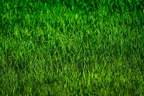 Grass Background Texture