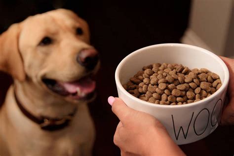 If you're concerned that your dog's ordinary processed kibble isn't offering enough nutrition, but you don't have the time (or nutritionary expertise) to cook healthy, pup. 2021 Best Canned Dog Foods Reviews - Top Rated Canned Dog ...