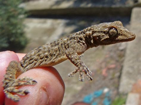 Free Images Hand Wildlife Fauna Lizard Gecko Vertebrate Dragon