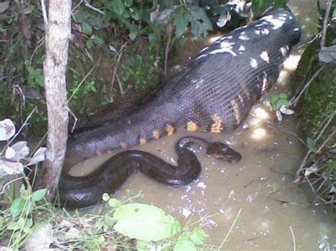 How Do Anacondas Swallow And Digest Their Huge Prey Theinfotimes
