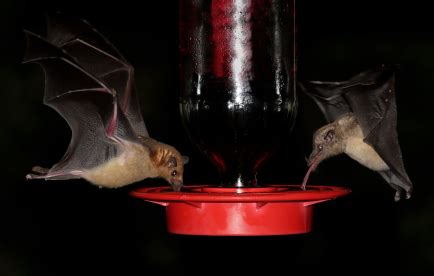 11,706 likes · 176 talking about this · 17,714 were here. Pictures of bats