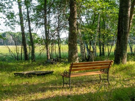 Wooden Park Bench In A Peaceful Forest Stock Photo Image Of