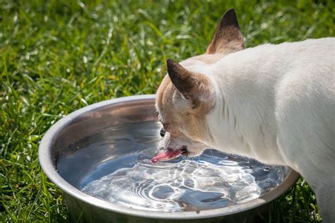 Why Is Your Dog Drinking Too Much Water