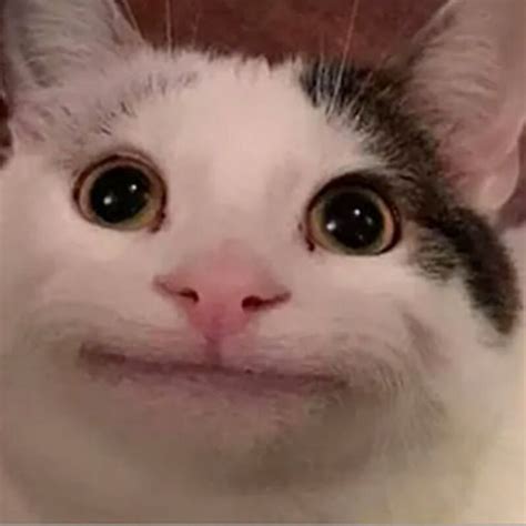 Beluga Cat Lol Cat Profile Cute Funny Animals Cat Memes