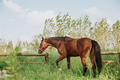 Horse Grazing Outdoors Picture And Hd Photos Free Download On Lovepik
