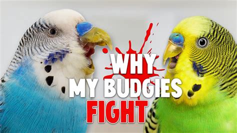 Why Are My Parakeets Fighting