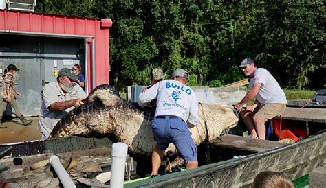 900 Pound Gator The Second Heaviest Ever Tagged In Florida Viajando E