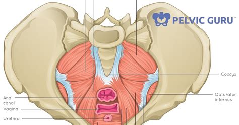 You may find these exercises may help give quick relief in as little as 30 seconds! Robin Angus' Physical Therapy Blog: Pelvic Floor Muscle ...