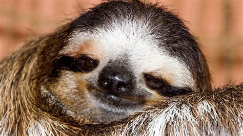 Things You Might Not Know About Sloths Cgtn