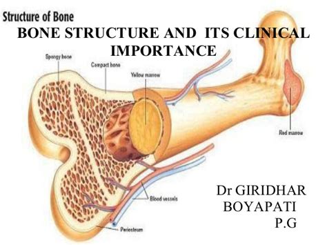 This is where hematopoiesis takes place. Bone structure and clinical importance