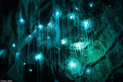 The Spellbinding Photographs Of Glow Worms Illuminating The Darkness Of