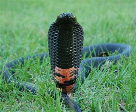 Black Necked Spitting Cobra Alchetron The Free Social Encyclopedia