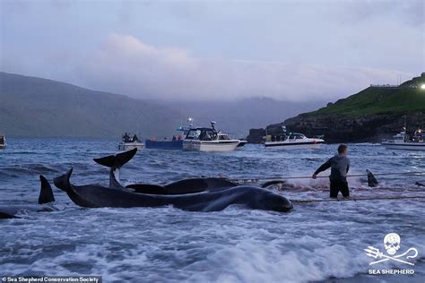 The Blood Sea Faroe Islands Hunters Slaughter 175 Pilot Whales