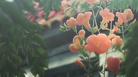 Pin By Ramé🌺 On Aesthetic Anime Flower Flower Aesthetic Flower 