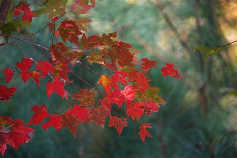 Maple Leaves Fall Autumn Free Photo On Pixabay Pixabay