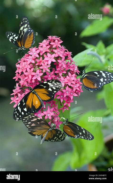Monarch Monarch Butterfly Danaus Plexippus Stock Photo Alamy