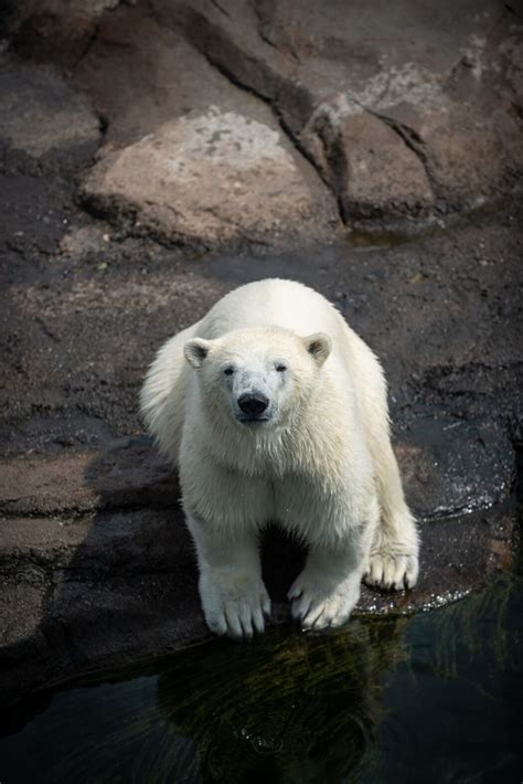 Big Changes Coming To Polar Bear Watch At The Maryland Zoo The