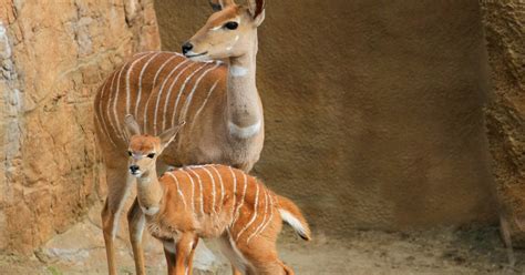 Encyclopaedia Of Babies Of Beautiful Wild Animals Kudus