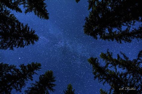 Starlit Night In The Forest Photograph By Stan Foster