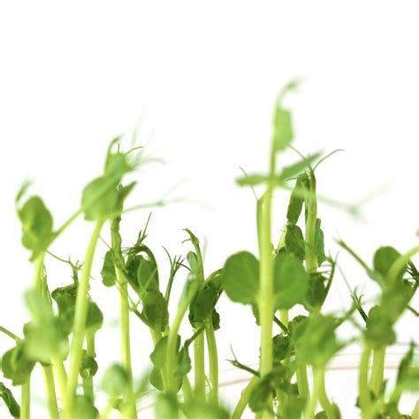 How To Grow Pea Shoots The Ultimate Guide To Perfect Results