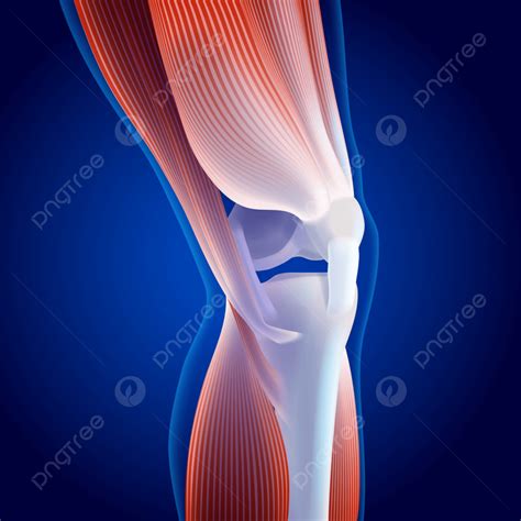 3d Illustration Of Thigh And Calf Muscles Connected To Knee Bone On