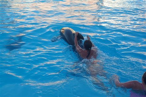 Ein Einmaliges Erlebnis An Das Sie Sich Immer Gerne Erinnern Werden Schwimmen Mit Delfinen In