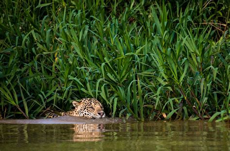 El Jaguar El Verdadero Rey De Las Selvas Mexicanas Está En Extinción