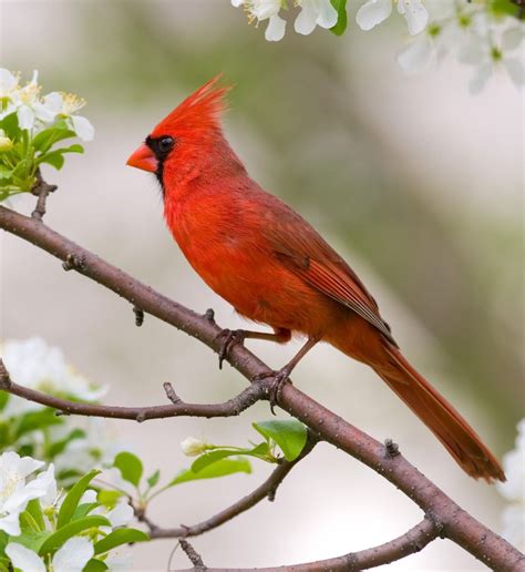 Northern Red Cardinal In 2020 Beautiful Birds Animals Birds