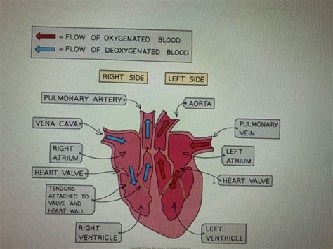 Structure Of The Heart Flashcards Quizlet
