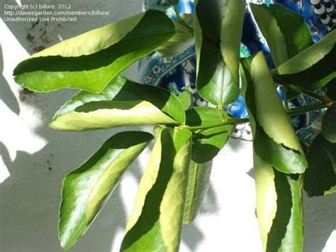 Anyone got any suggestions for a remedy? Plant Identification: CLOSED: Curled lime leaves., 2 by ...