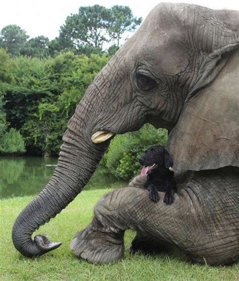 Dog And Elephant