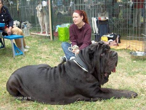 Mastiff Breeds What Are The Biggest Dog Breeds Giant Mastiff At