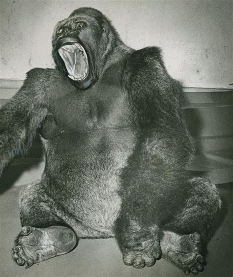 Photos 105 Shots Of Omahas Henry Doorly Zoo Animals Through The Years